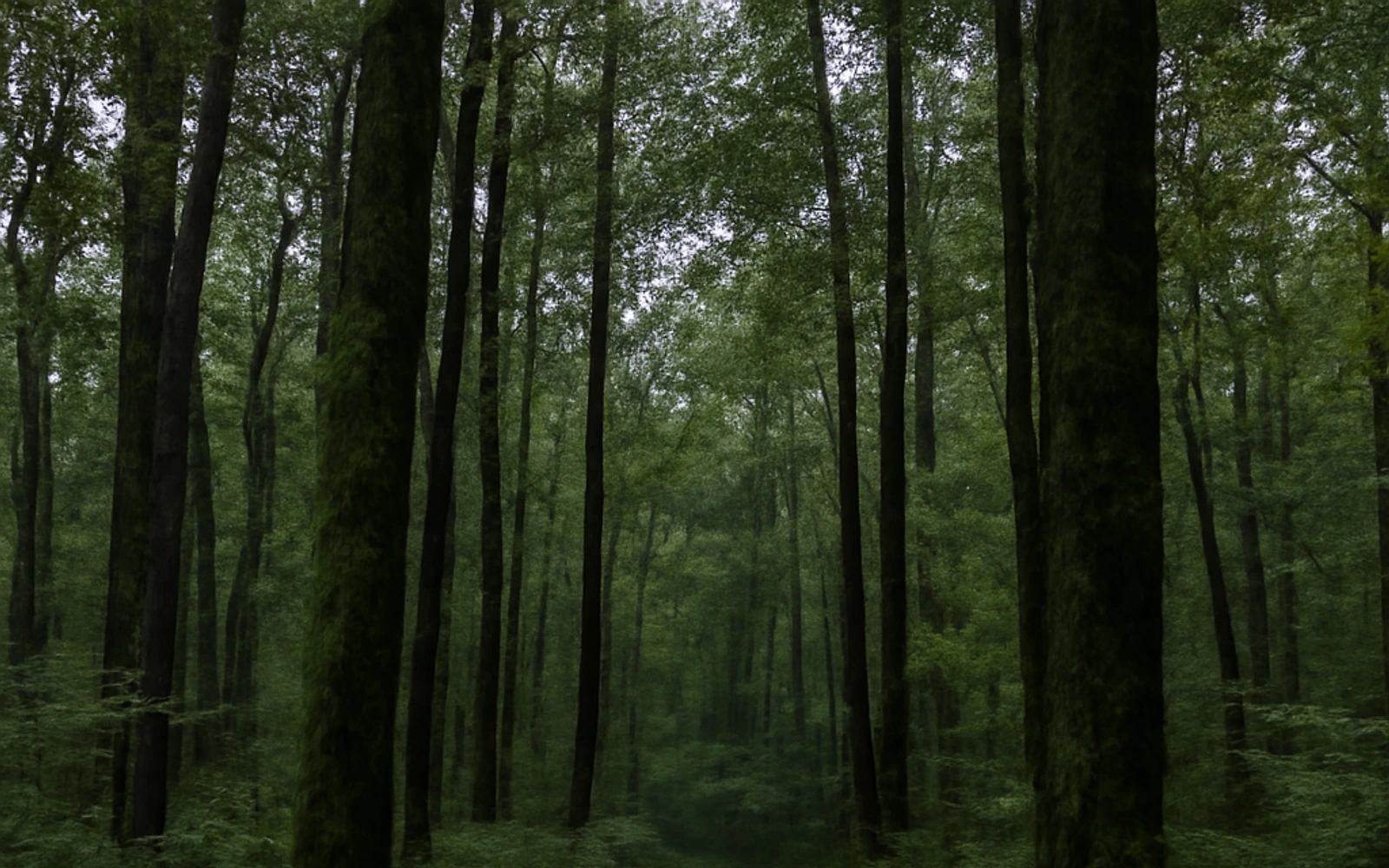Wooded land in Baldwin County