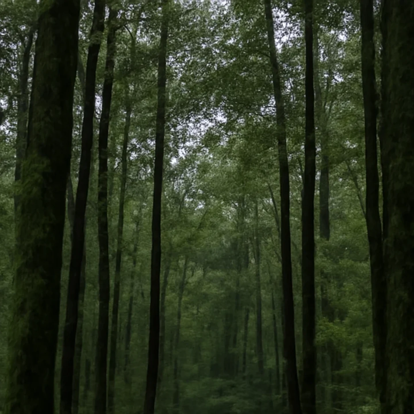 Montgomery vacant land, wooded acreage, and rural parcels in Alabama