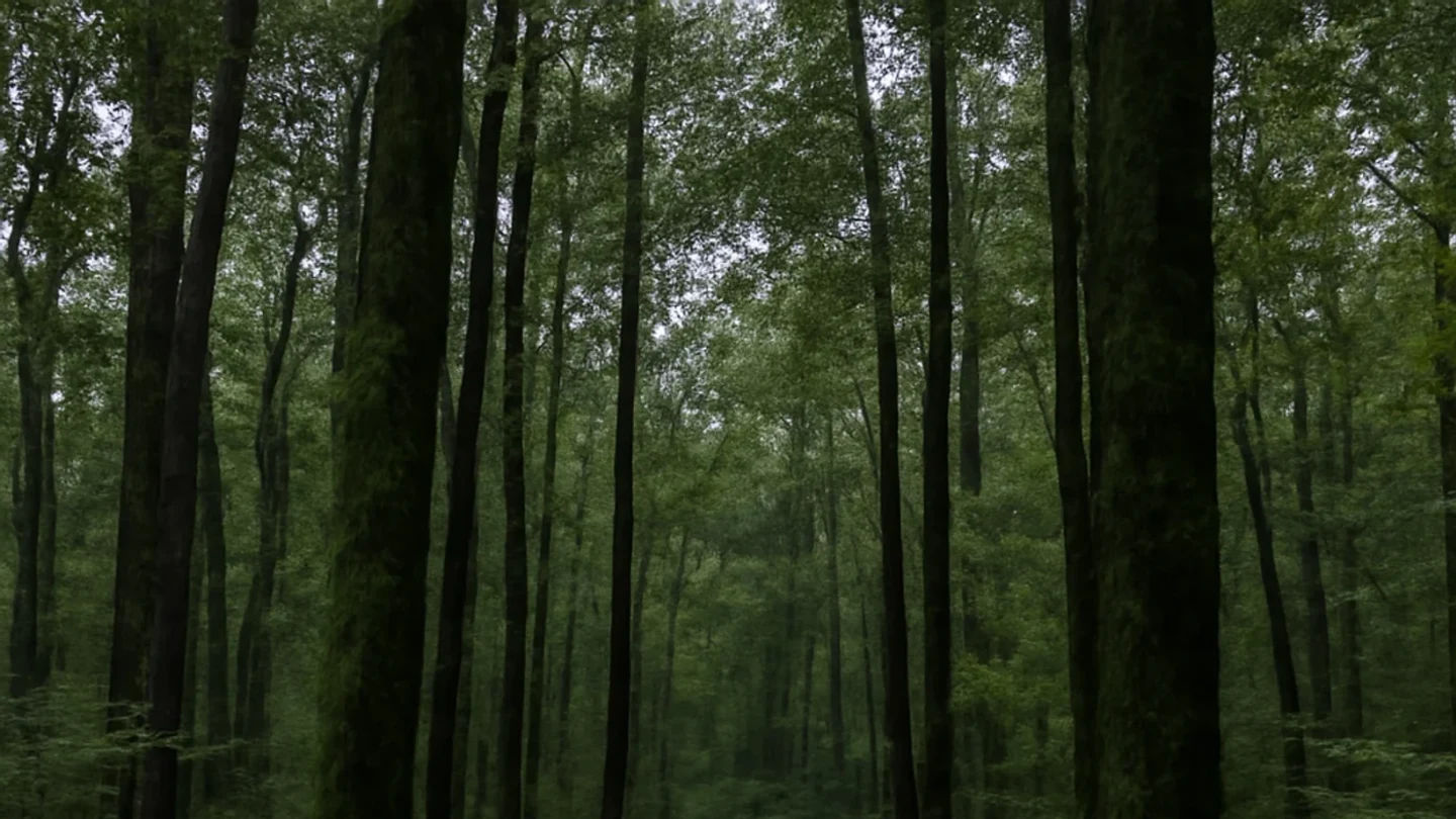 Tuscaloosa County vacant land, wooded acreage, and rural parcels in Alabama